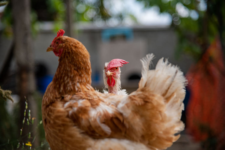Close-up of rooster