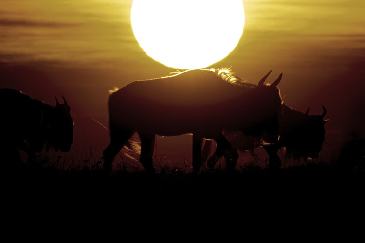 Silhouette of a wildebeest on field against sky during sunrise 