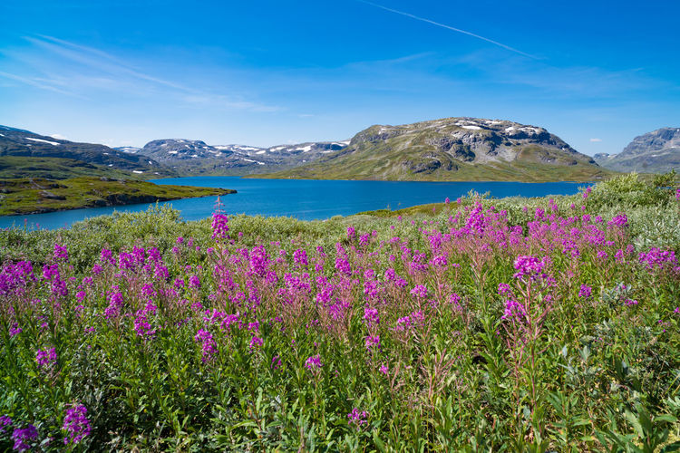 Purple flowering plants on field by mountains against blue sky