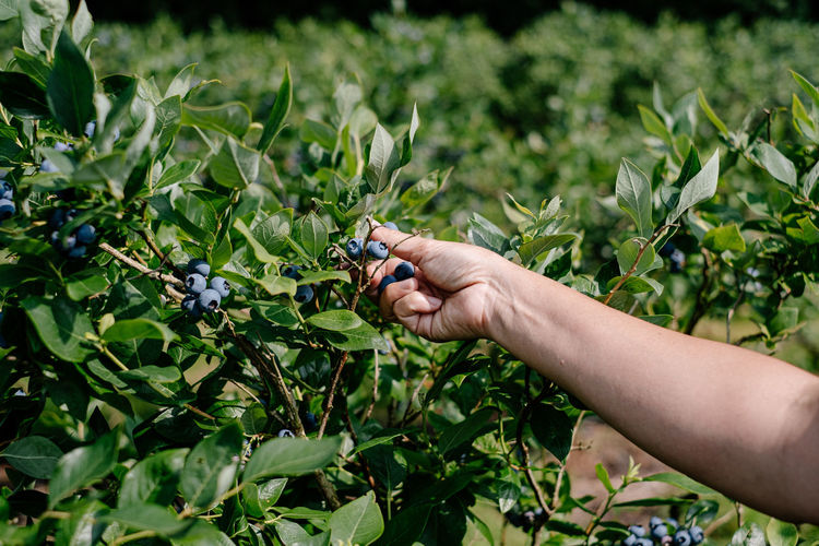 Hand picking blueberries from tree