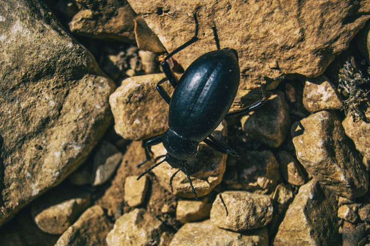 A black beetle on the ground of a field full of stones