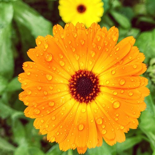 Close-up of wet flower blooming outdoors