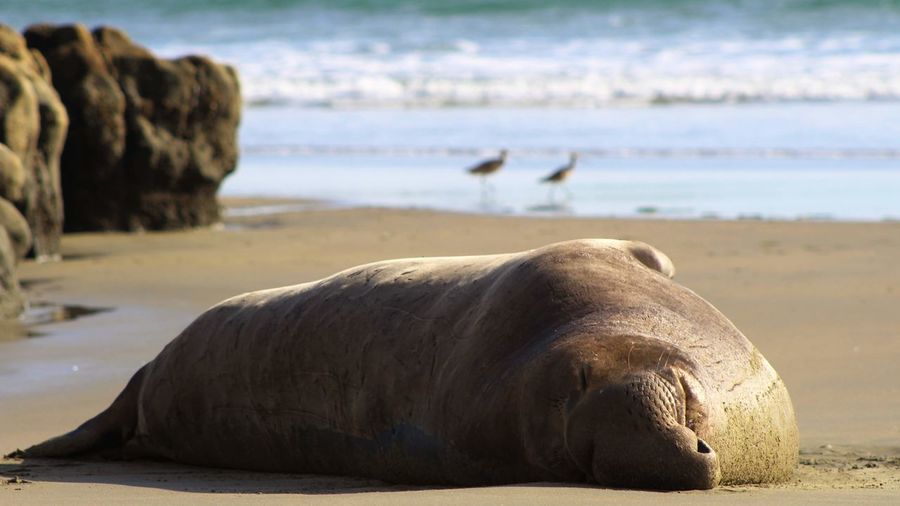 Elephant seal resting on beach with waves in background 