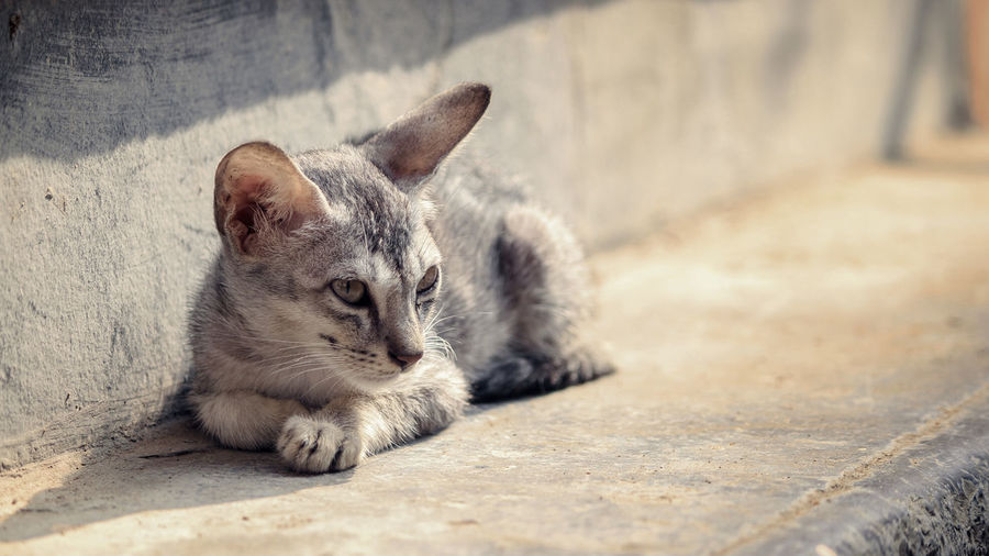 Portrait of a cat lying on floor