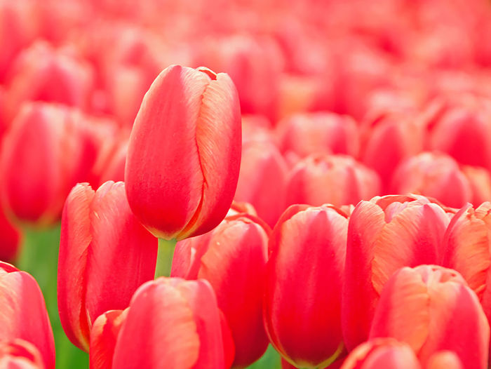 Close-up of red tulips