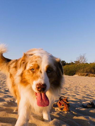 Dog in the beach of moledo, portugal 