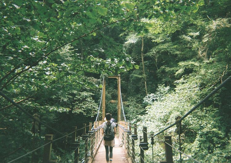 Footbridge hanging on tree in forest