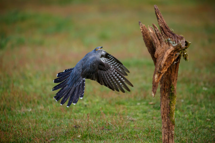 Bird flying over broken wood at field