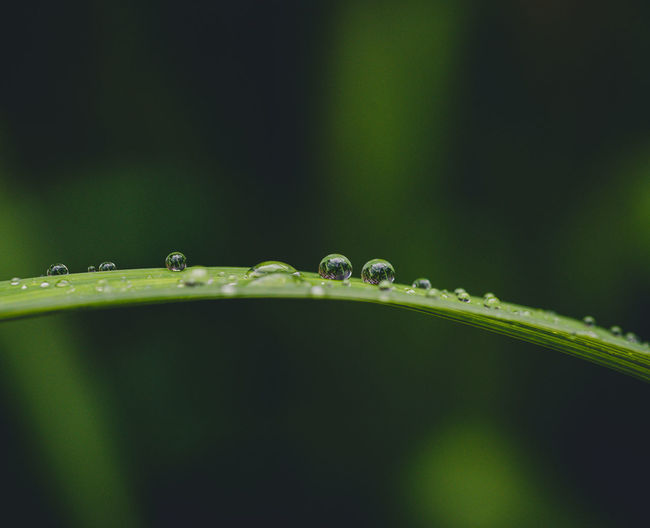 Close up of water droplets on a blade of grass with blurred background
