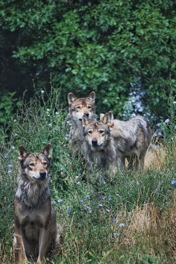 Portrait of wolves in a forest