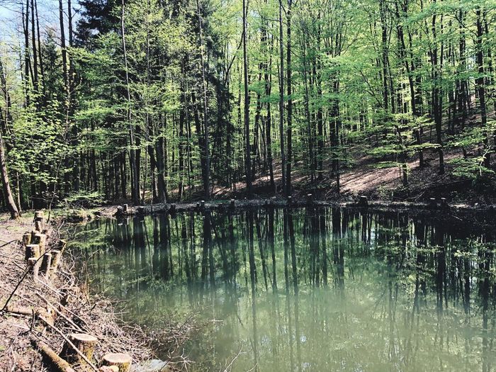 Scenic view of lake in forest