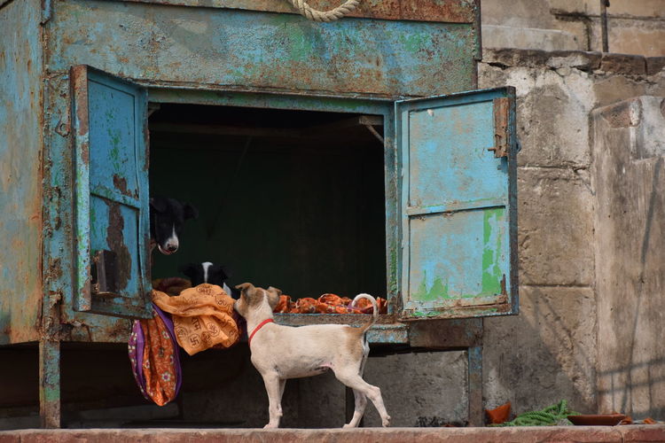 Dogs standing in old building