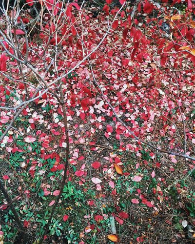Full frame shot of red flowers
