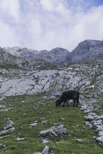 View of a black sheep on green field surrounded by rocks and mountains