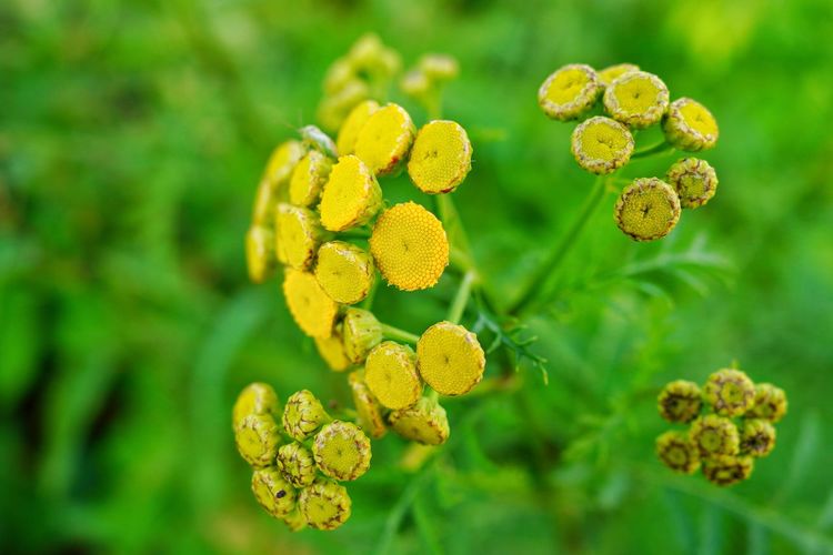 Close-up of yellow flowering plant