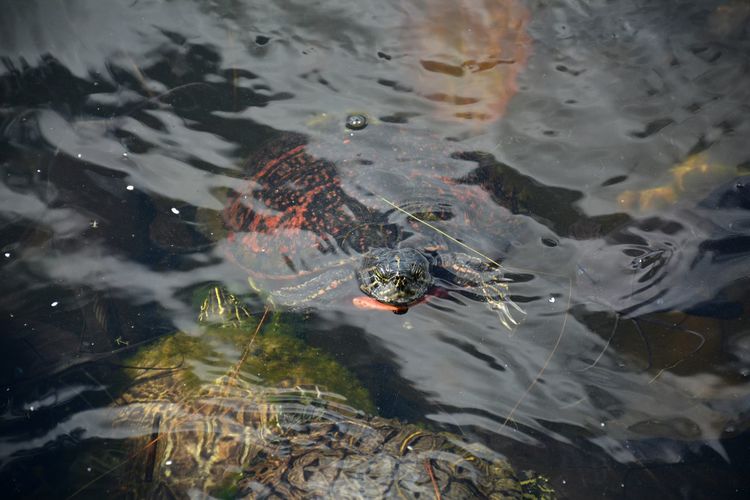 Florida red-bellied cooters or florida red belly turtle submerged in water
