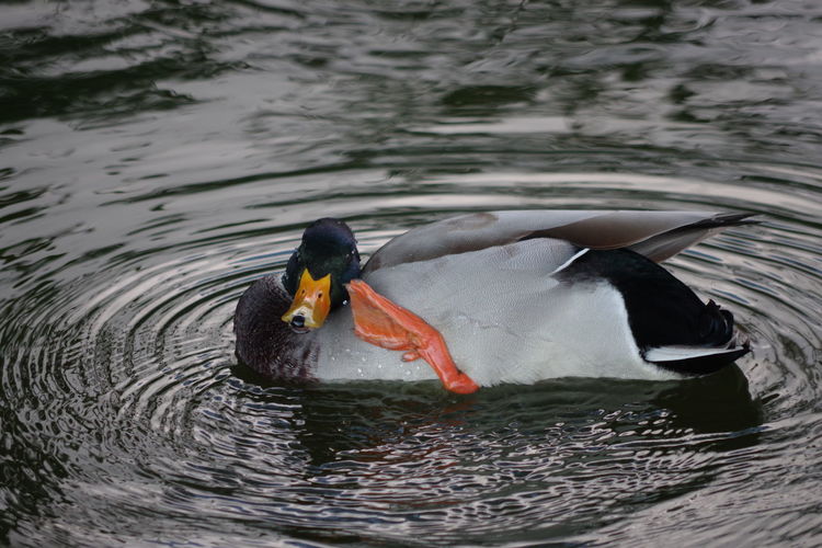 View of duck swimming in lake