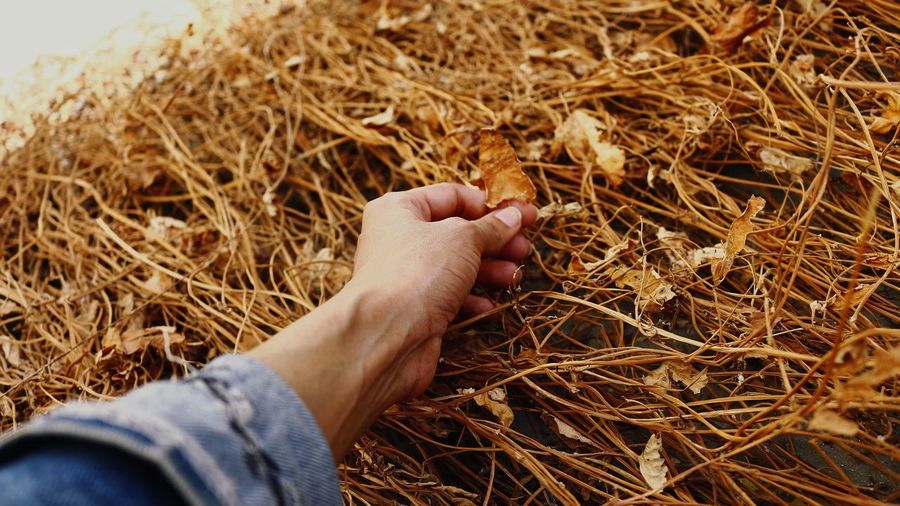 High angle view of person hand holding hay