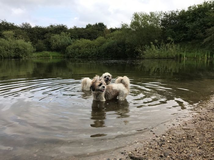 Dogs standing in lake