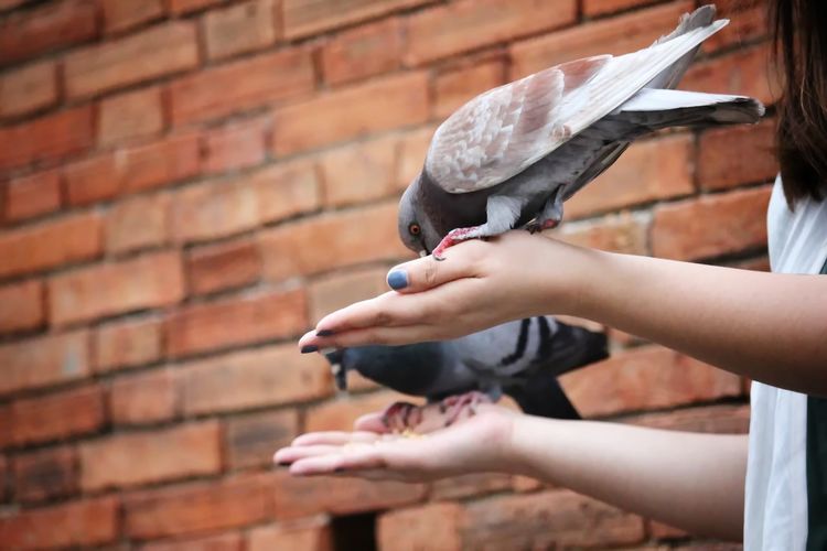 Close-up of hand holding pigeon against wall