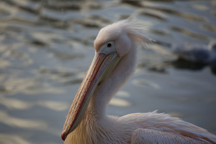 Close-up of pelican by water