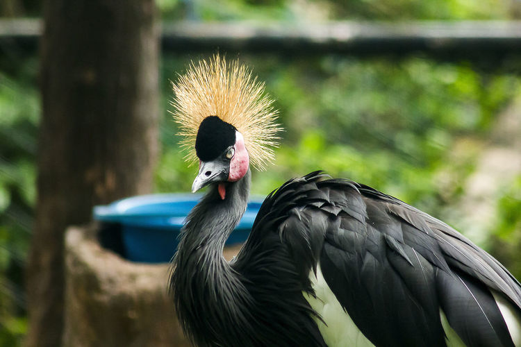 Black crowned crane in the zoo