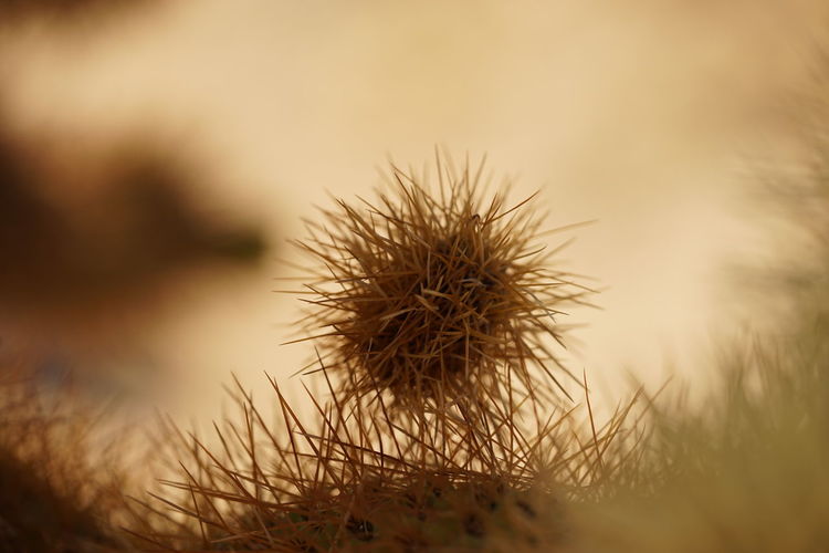 Close-up of spiked plant against sky