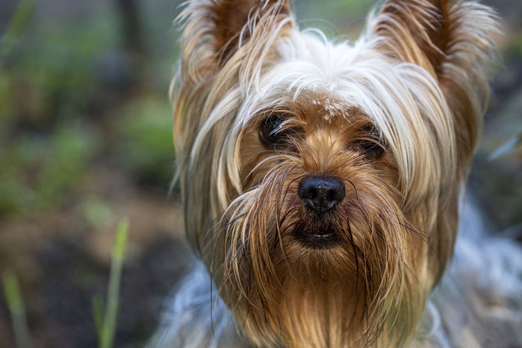 Portrait of a little yorkshire terrier posing an grass. yorkie dog.