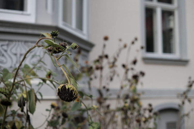Close-up of flowering plant on window of building