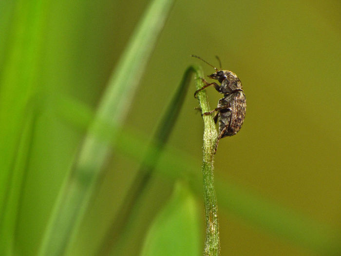 Close-up of insect on plant