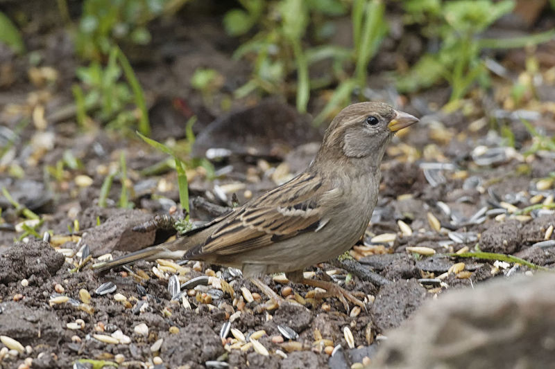 Close-up of sparrow on land