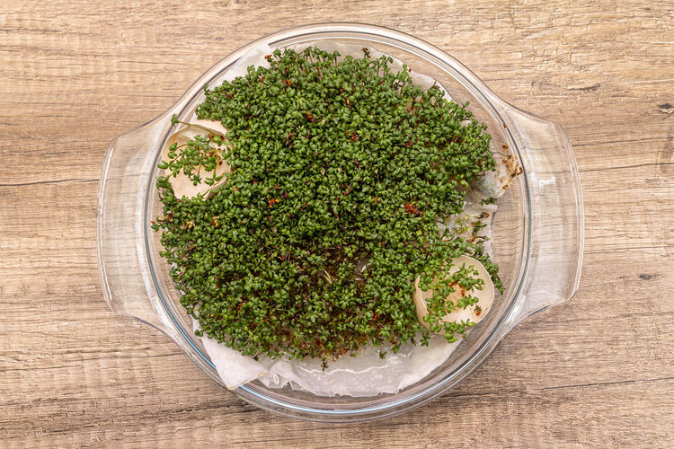 A freshly grown watercress grows in a glass bowl on a cotton wool with egg shells.