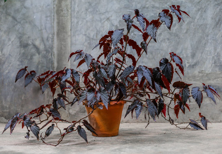 Potted plant against wall