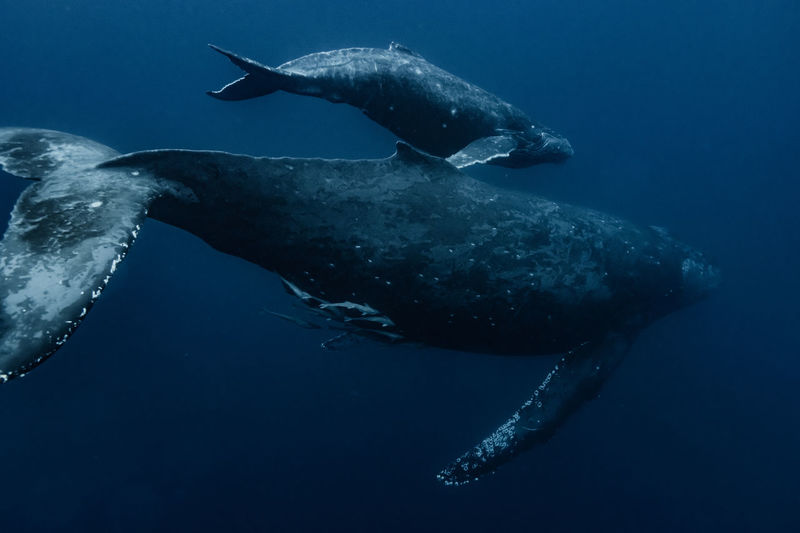 Humpback whale family, wide angle
