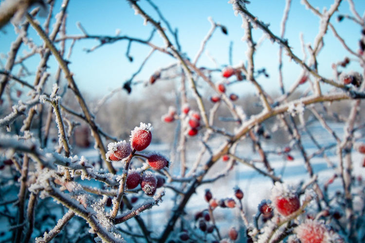 A frozen branch of a rosehip bush