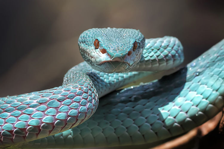 Close up of the exotic and venomous viper snake blue insularis - animal reptile photo series
