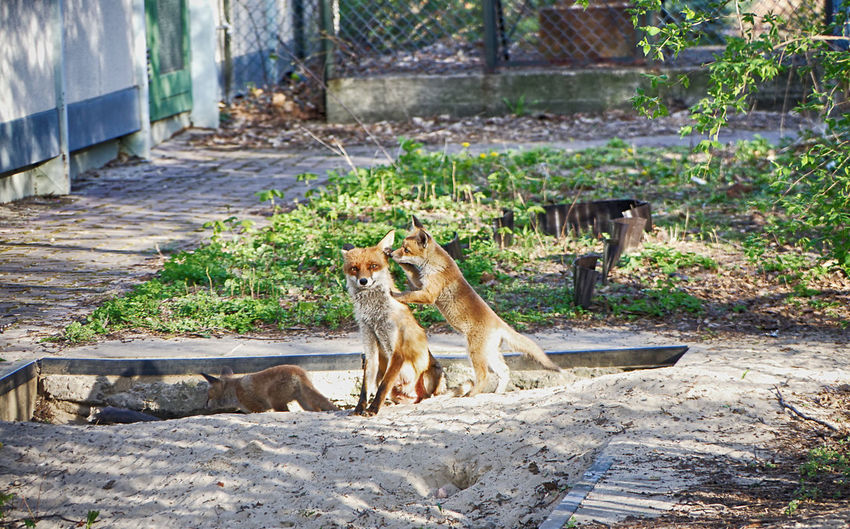 Foxes in berlin 