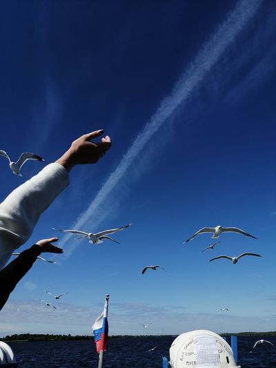 Low angle view of seagulls flying over sea against sky