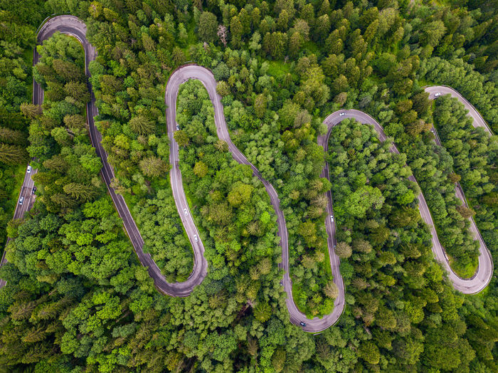 High angle view of fresh green plants in forest
