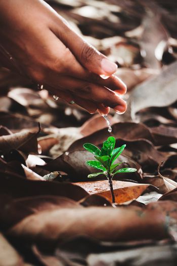 Cropped hand watering plant amidst dry leaves on field