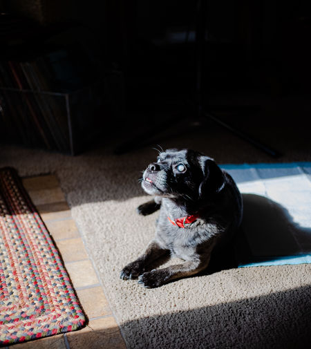 Portrait of dog sitting on rug at home