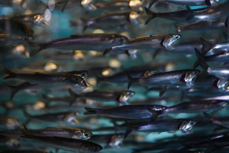 School of anchovies swimming in a tank at an aquarium