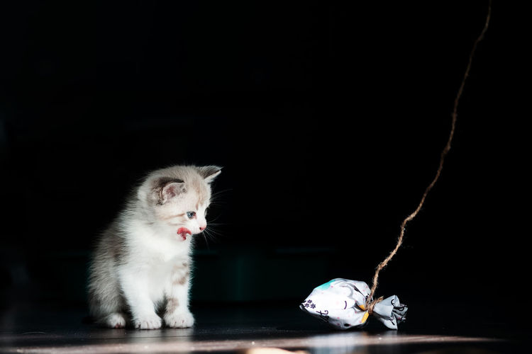 White little luminous kitten sadly looks longingly at a toy on a thread on a black background