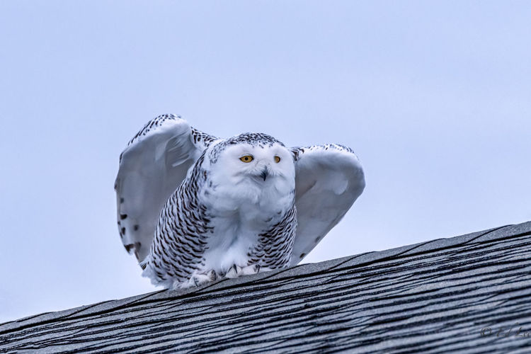 Snowy owl taking flight