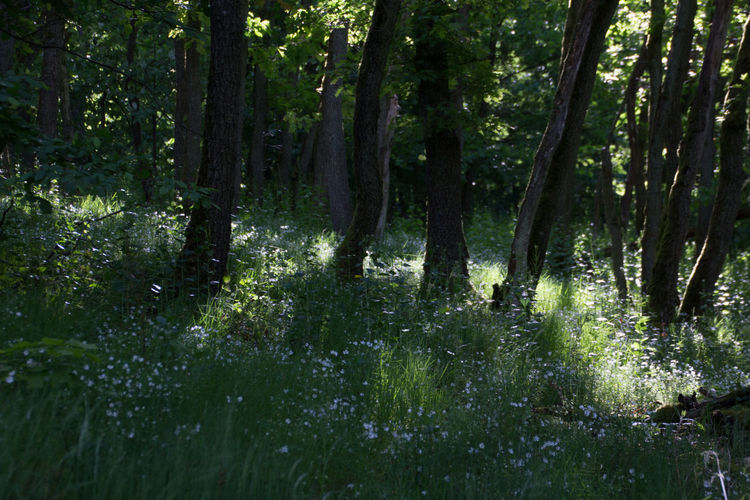Trees in forest