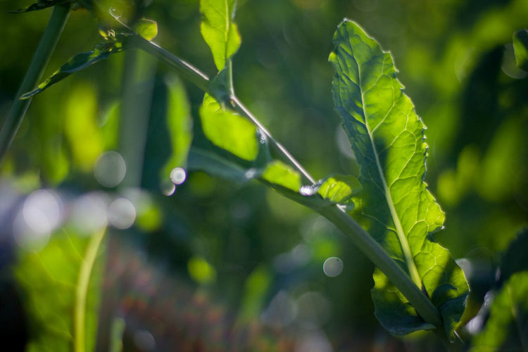 Close-up of plant