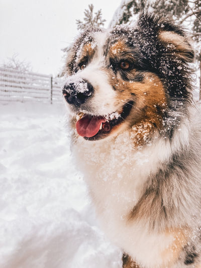 Dog looking away on snow field