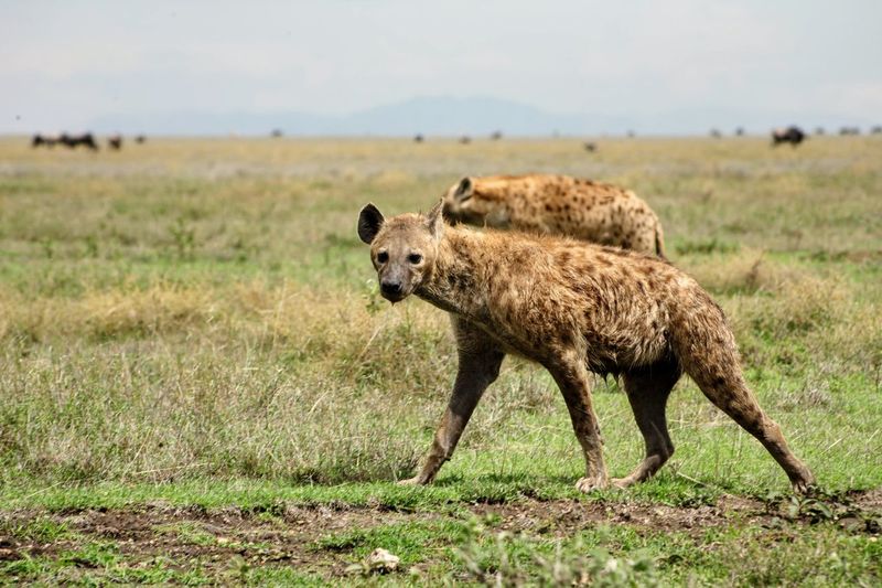 Side view of hyena walking on landscape