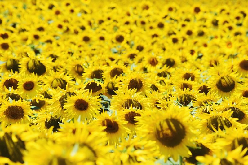 Close-up of yellow flowering plant
