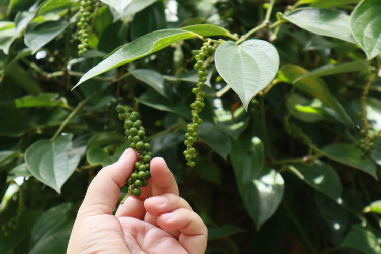 Cropped hand holding black pepper plant